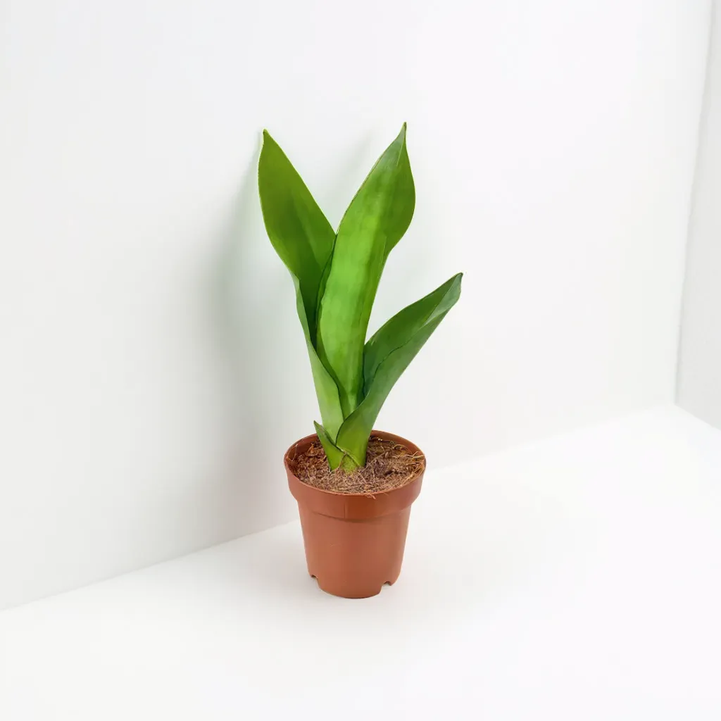 Sansevieria 1