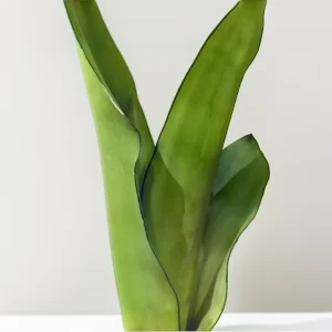 Sansevieria 2