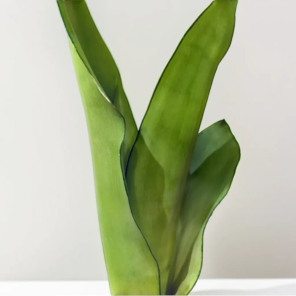 Sansevieria 2