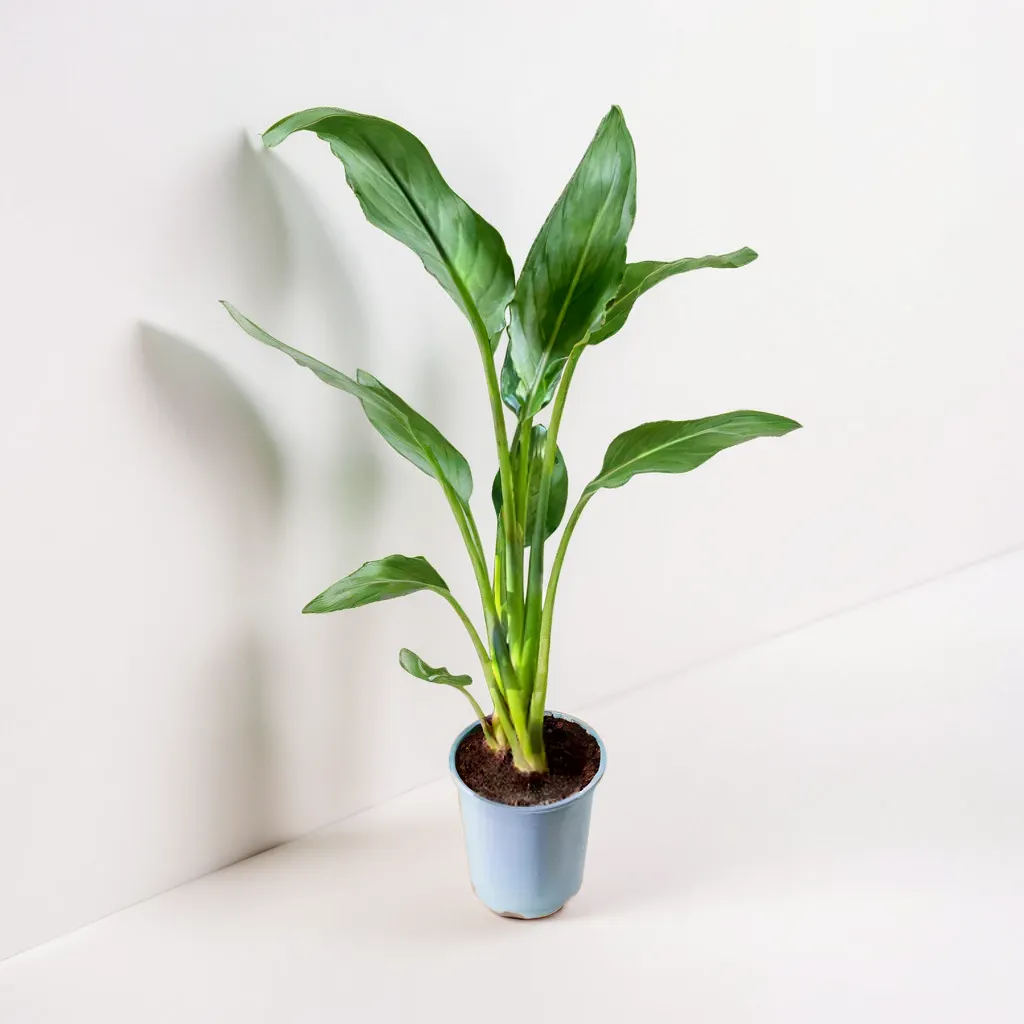 Strelitzia 1