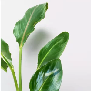 Strelitzia 2