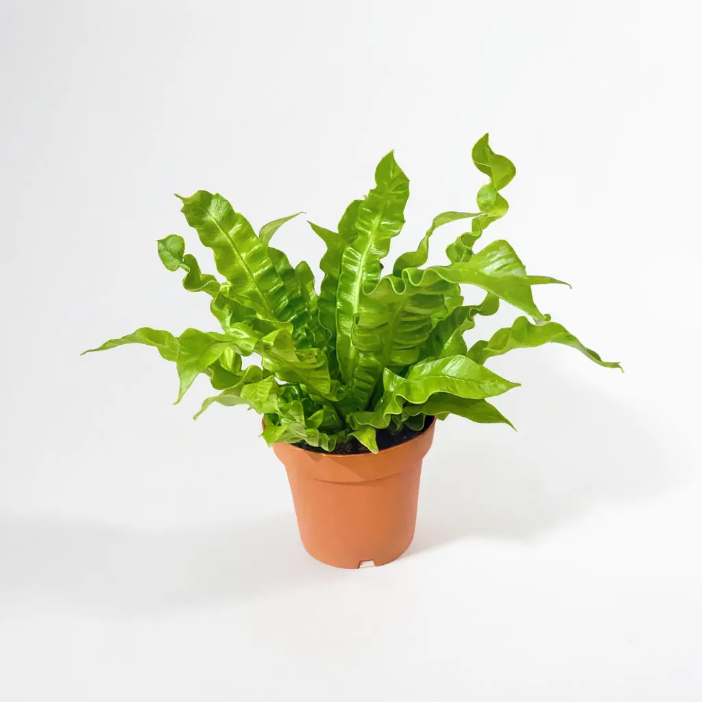 Asplenium 1