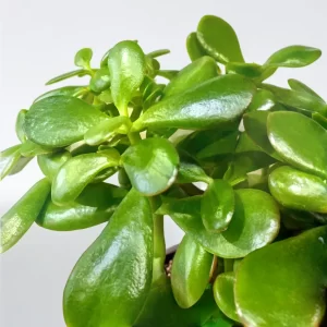 image_Oeh