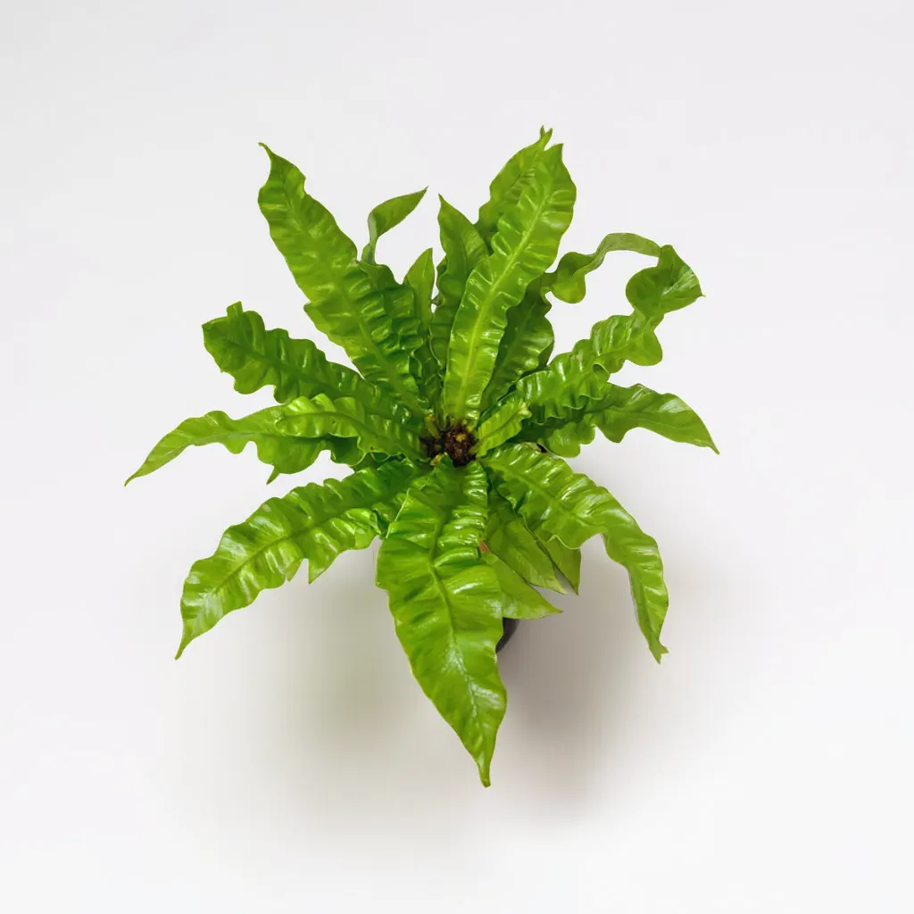 Asplenium 3