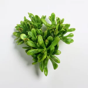 image_q3v