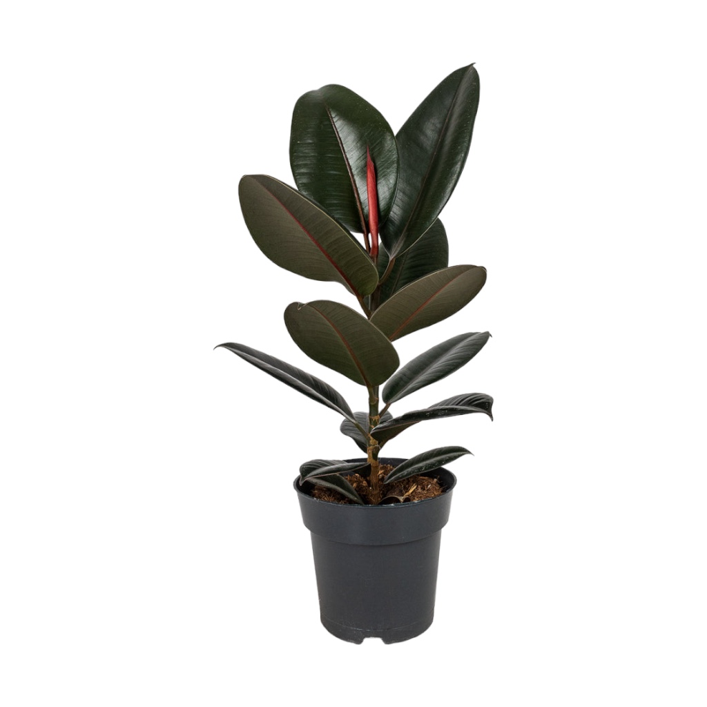 Ficus-elastica-Abidjan1