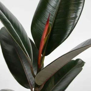 Ficus-elastica-Abidjan2