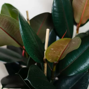 ficus-elastica-abidjan 75 cm2
